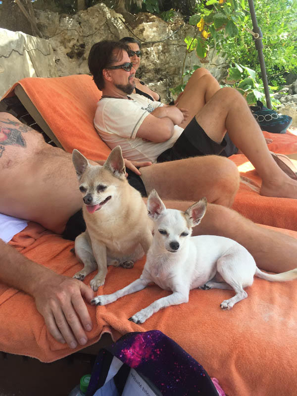 We Love Chihuahuas