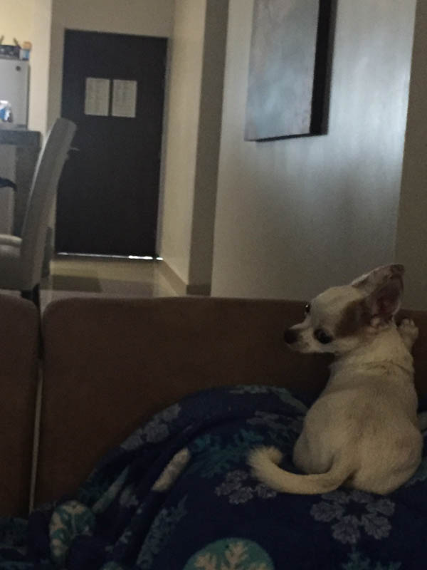 We Love Chihuahuas