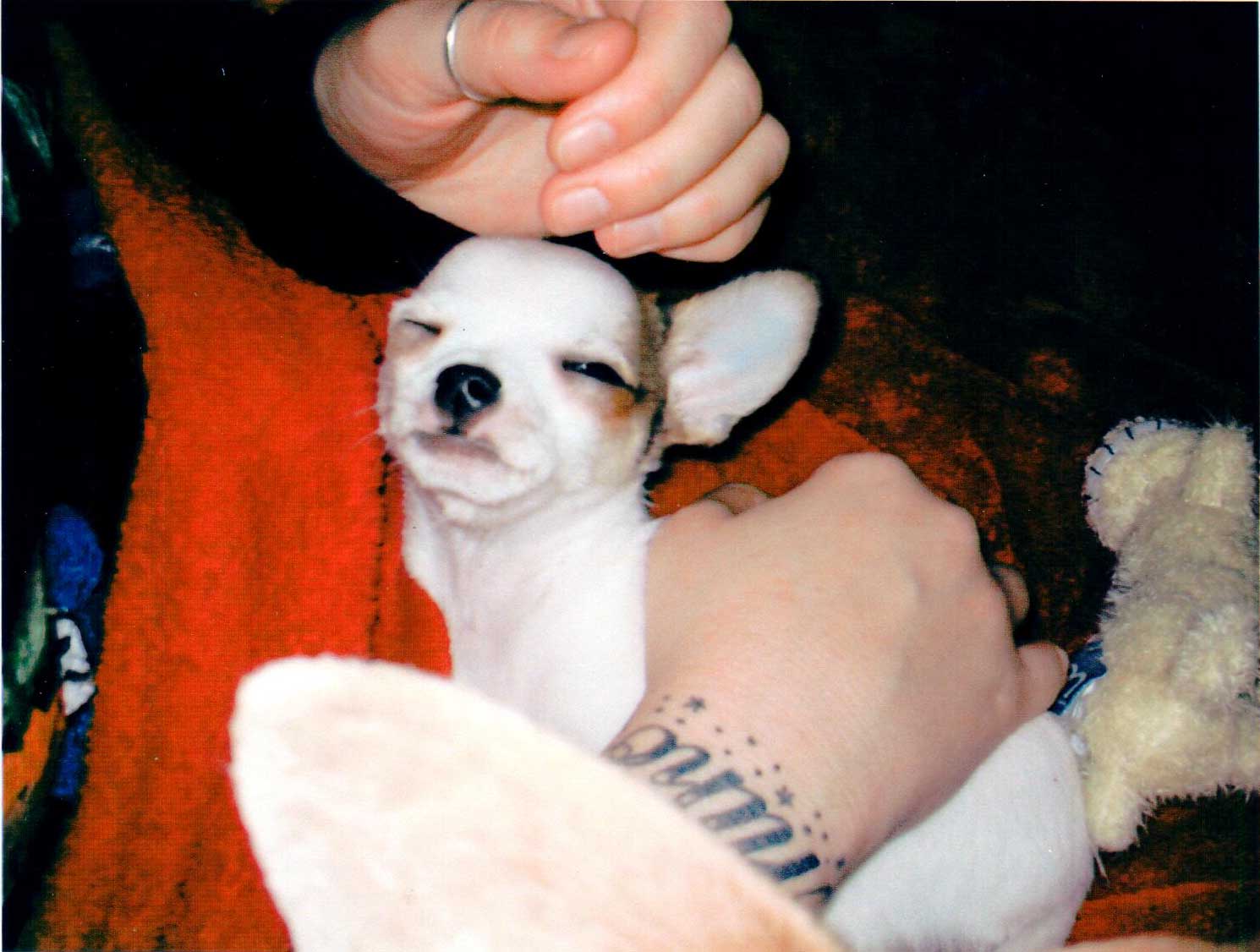 We Love Chihuahuas