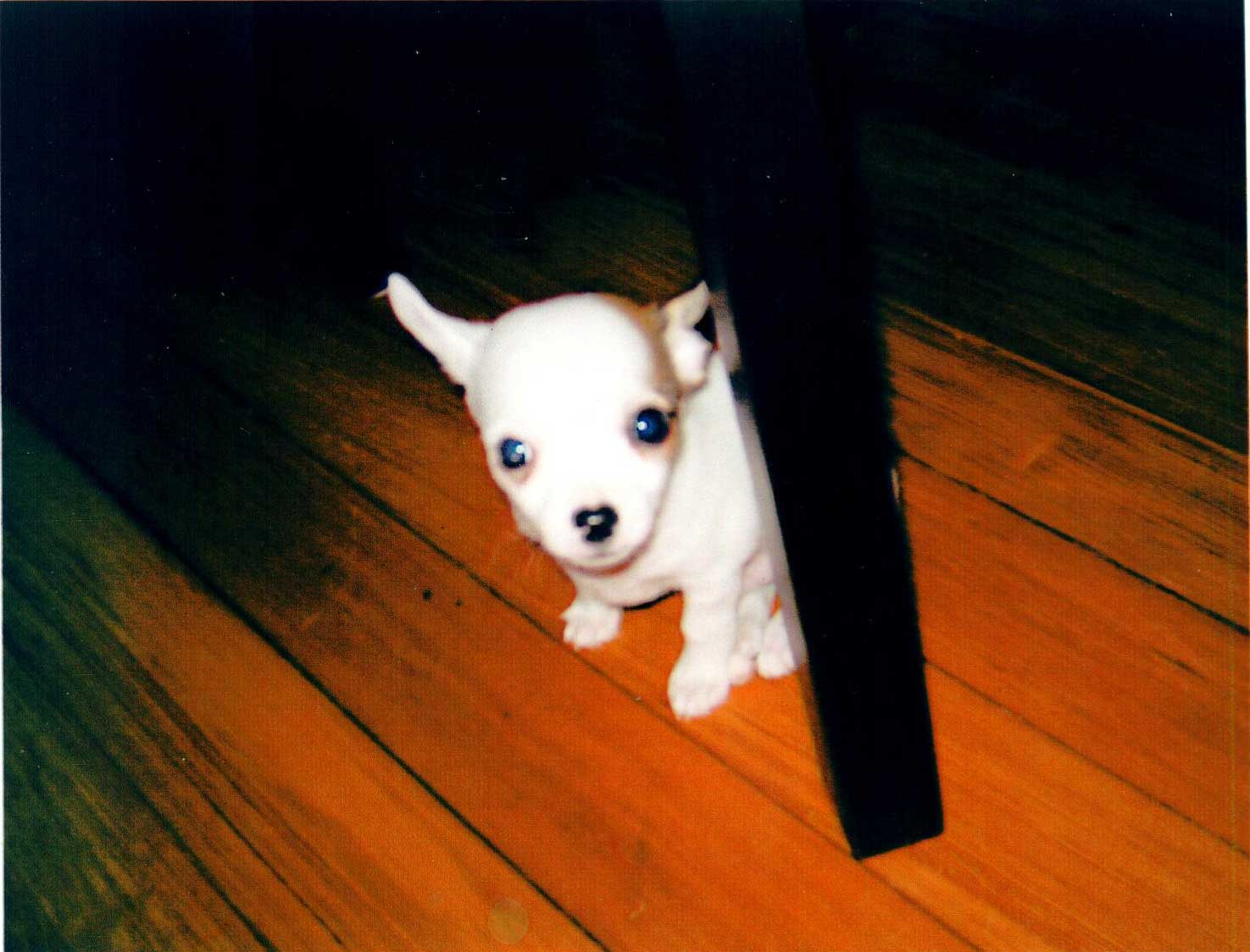 We Love Chihuahuas